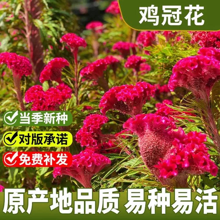 鸡冠花种子四季播开花卉植物室内外阳台易活盆栽绿化观赏花种籽子