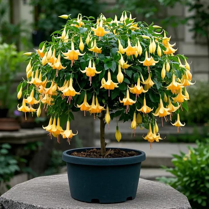 倒挂金钟盆栽灯笼花阳台庭院多年生好养款垂吊四季绿植花卉年宵花