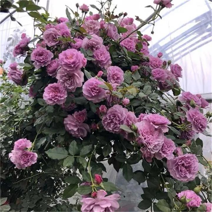薰衣草花环月季花苗爬藤大花浓香四季藤本蔷薇攀植物造景阳台庭院