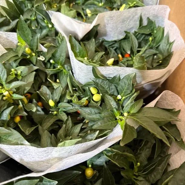 珍珠七彩辣椒盆栽带果适合庭院阳台种植观赏花卉绿植