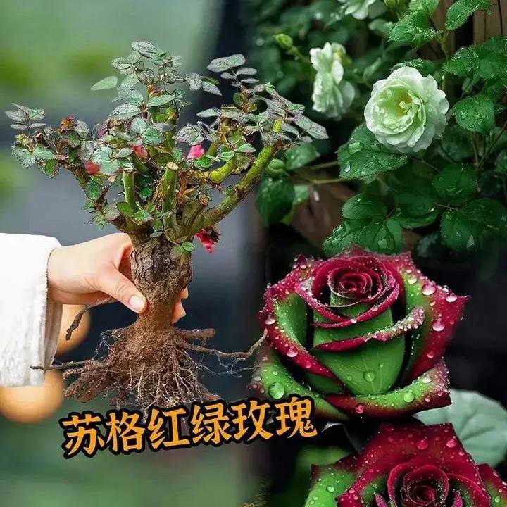 1（养死包赔）玫瑰花老桩苗四季可种耐寒耐热植物盆栽大花浓香好养