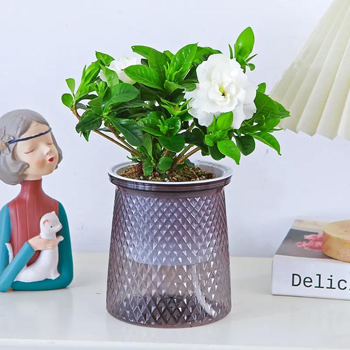 盆栽【基地直销】水培植物寓意栀子花清香懒人光照办公室盆栽