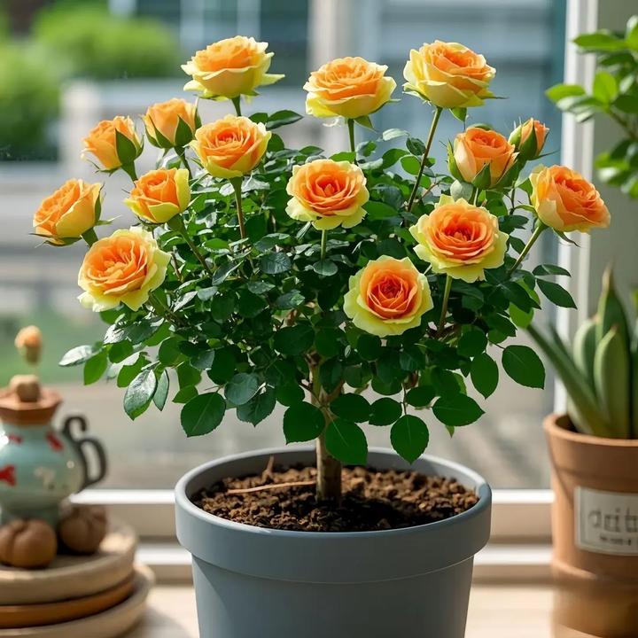 玫瑰老桩花苗盆栽浓香花卉绿植四季开花室内庭院阳台盆栽月季蔷薇