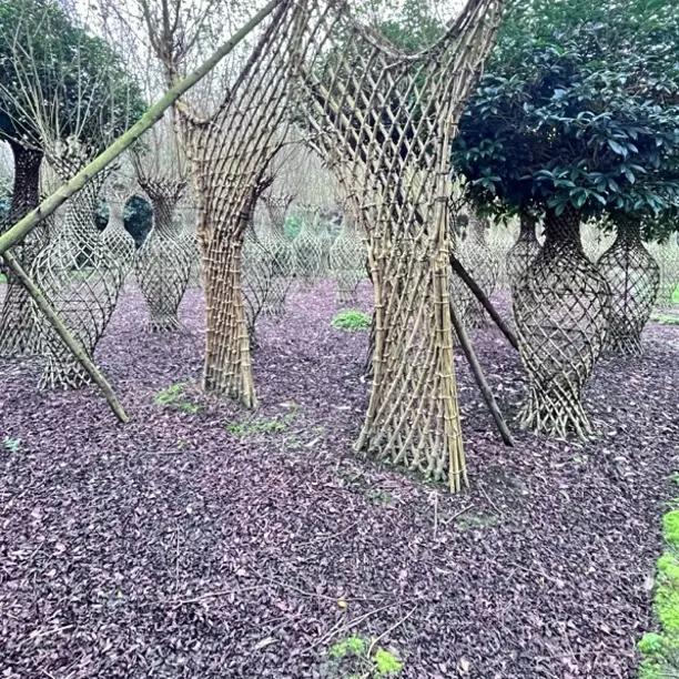 紫薇活门楼种菜大处理