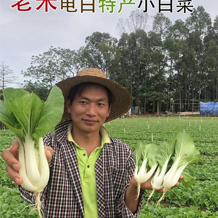 老朱迟花小白菜种子四季农业容易种植生长大田阳台庭院蔬菜种子