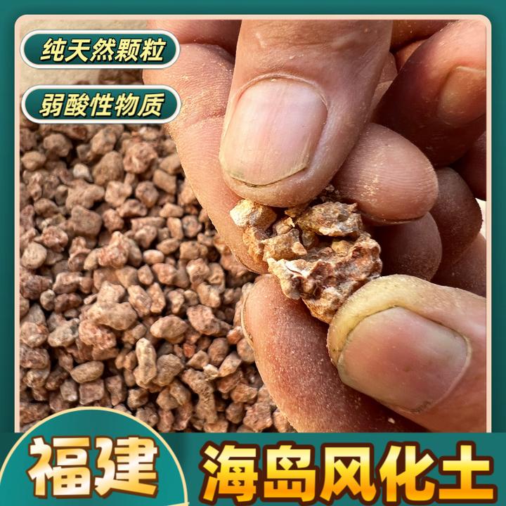 海岛风化土黑松真柏黄杨小叶紫檀罗汉松榆树博兰红牛雀梅九里香