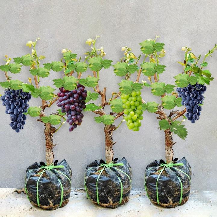 葡萄树苗特大巨峰葡萄爬藤阳光玫瑰葡萄树苗南北方种植盆栽地栽