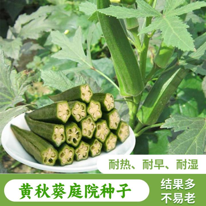 (拍2发3)黄秋葵种子庭院花园种植高产水果简单种籽多季种植蔬菜孑