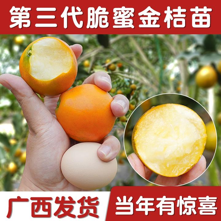 广西第三四代蜜甜脆甜金桔柑橘子树四季结嫁接水果苗南北方种植