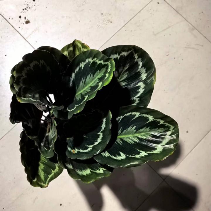 彩虹竹芋网红好养