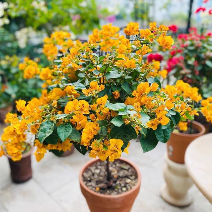 (加州黄)三角梅四季开花可垂丝好养勤花庭院不带花可爬藤小苗