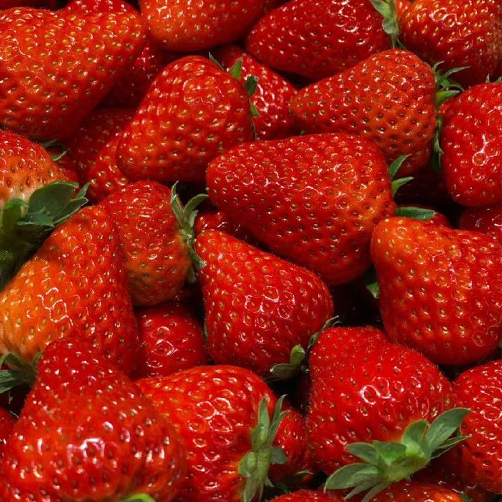 精品礼盒款丹东九九大草莓 红颜草莓 牛奶草莓