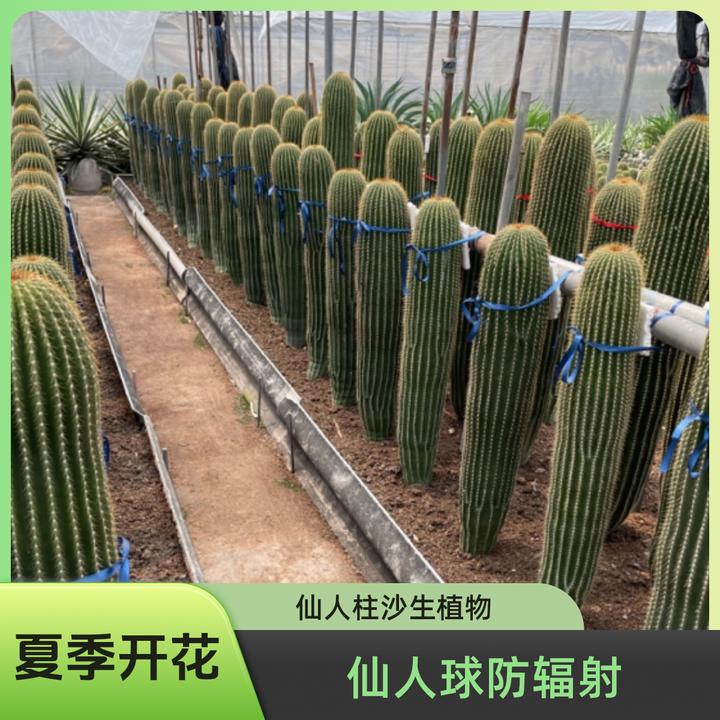 大凤龙 仙人柱沙生植物庭院造景盆栽绿植仙人球防辐射
