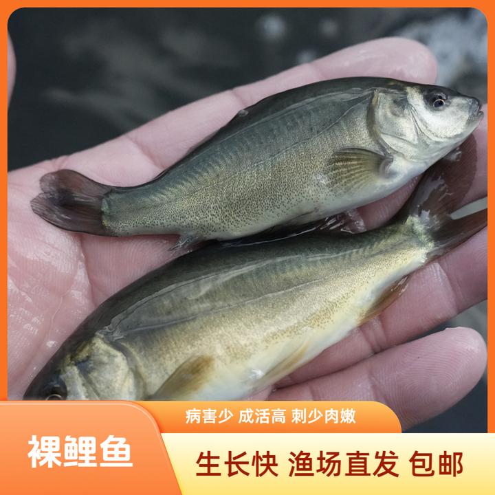 【活体】裸鲤鱼（3-9cm）观赏鱼淡水鱼冷水鱼