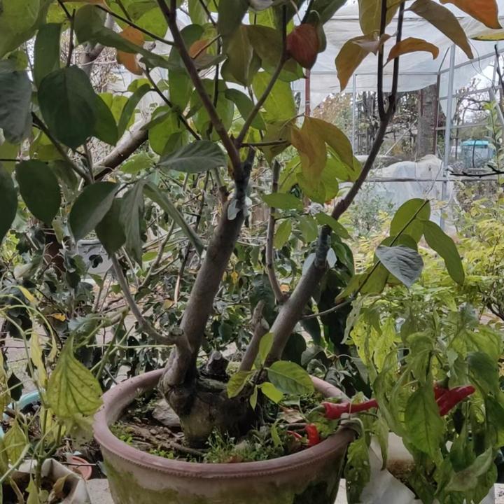 庭院别墅  脆甜  石子绿植盆栽