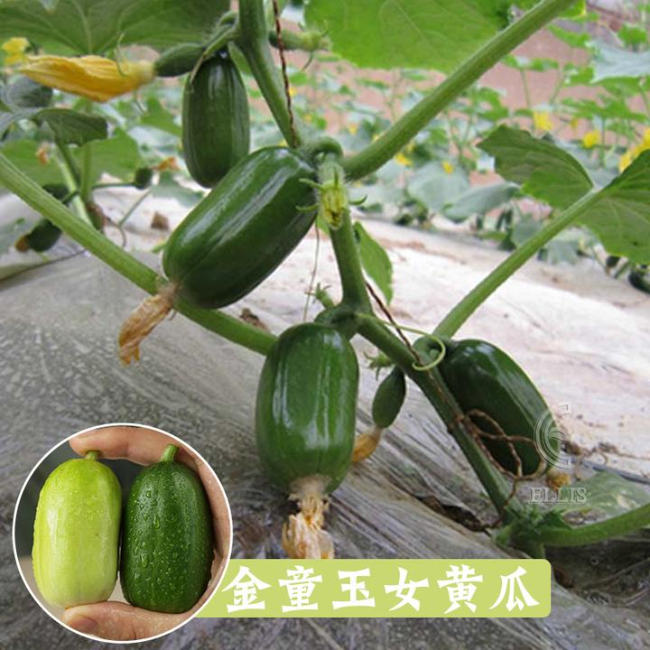 金童玉女黄瓜种子迷你小型水果黄瓜种籽四季阳台盆栽蔬菜种孑菜籽