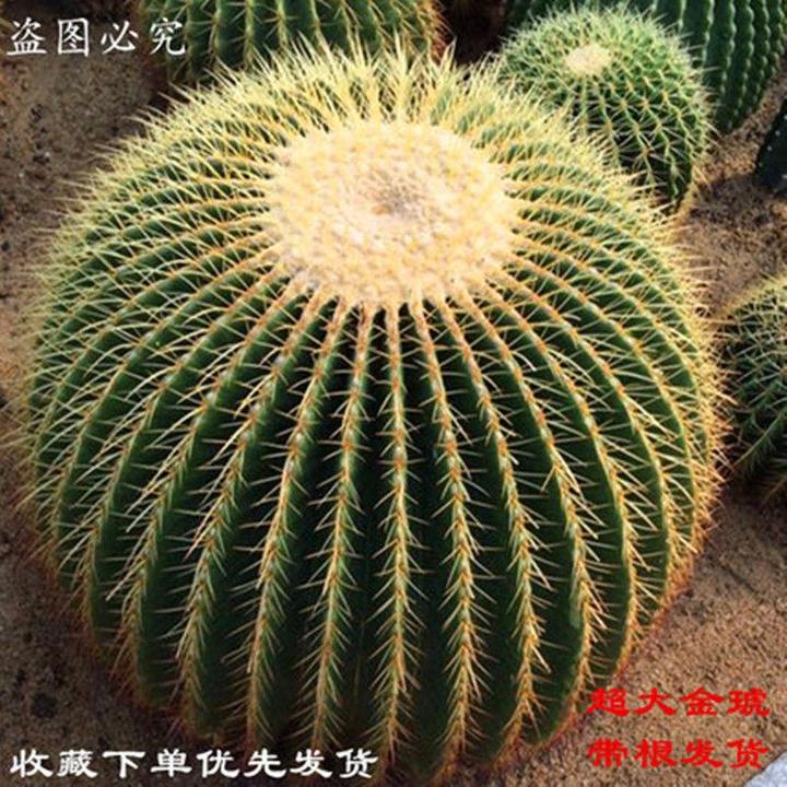 金虎球体夏季仙人球盆栽仙人掌多肉盆栽花卉开花绿植植物办公室