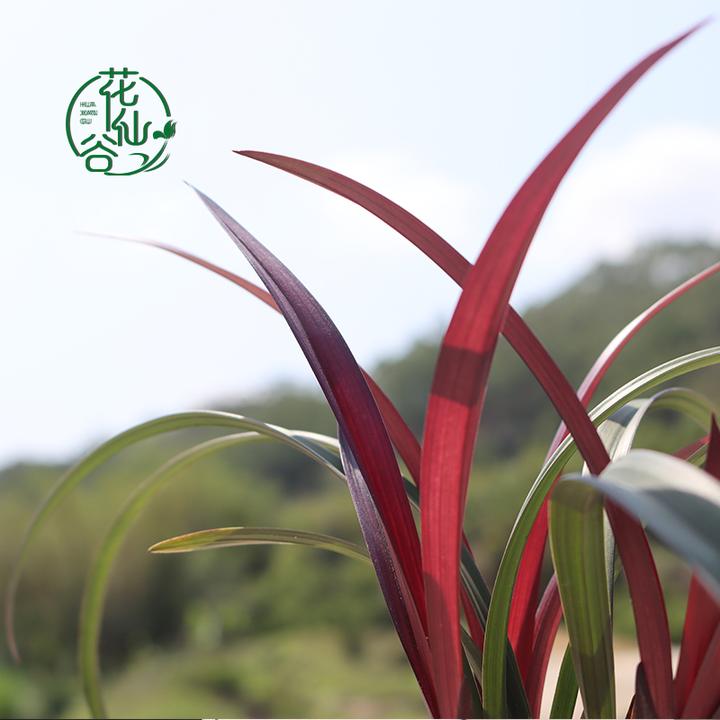 建兰 红草红荷（7月—12月带花苞）绿植室内盆栽