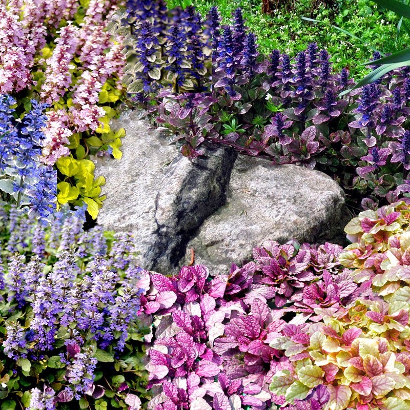 紫叶筋骨草盆栽苗 紫叶 紫花 匍匐植物 多花筋骨草 地被盆栽