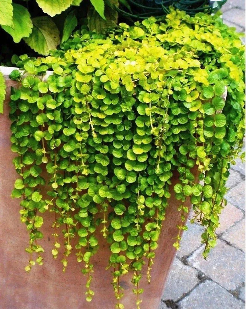 过路黄黄金串植物庭院花园花境金钱草多年生垂吊观叶绿植