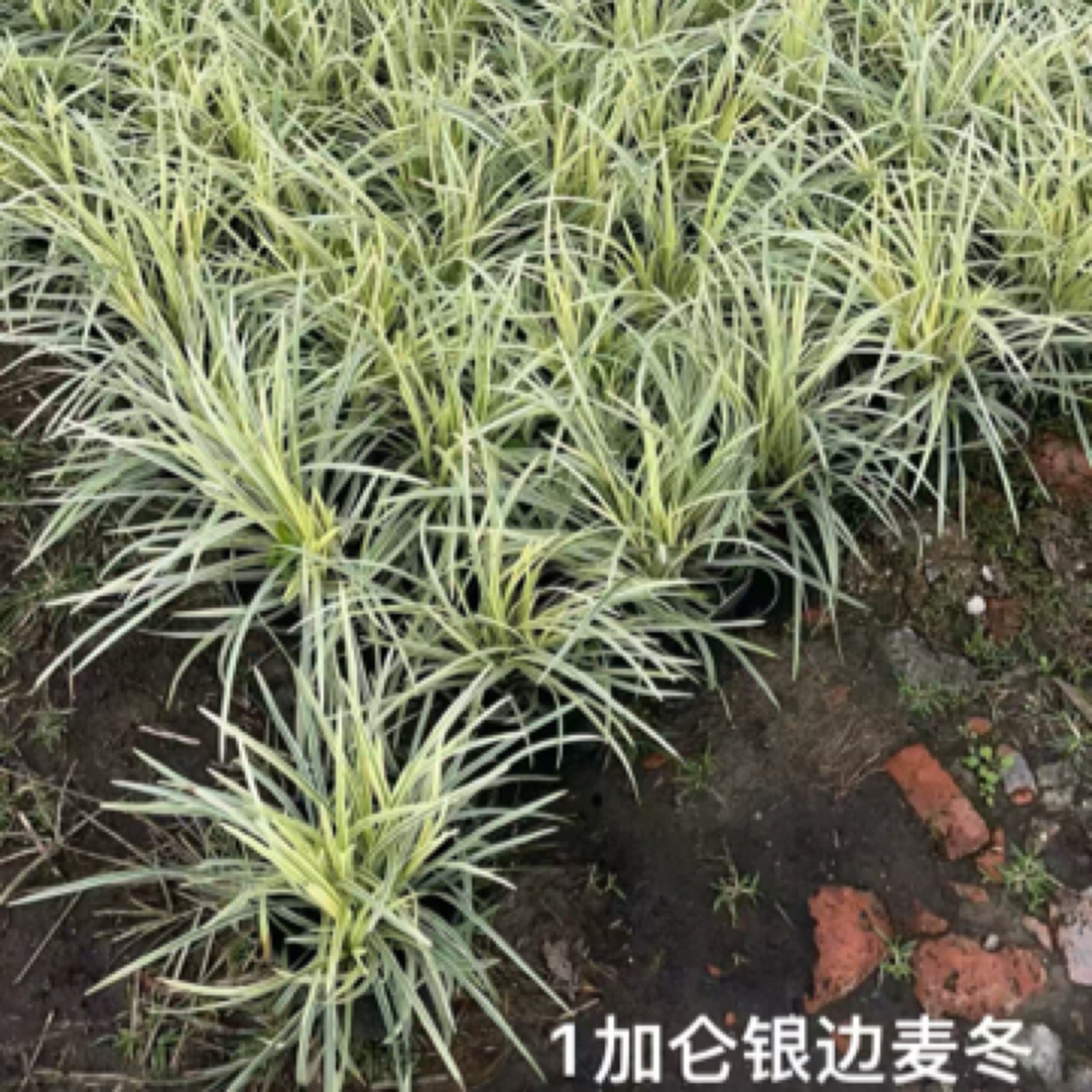 银边麦冬英国山麦冬常绿观赏草沿阶草多年生庭院花园花镜植物