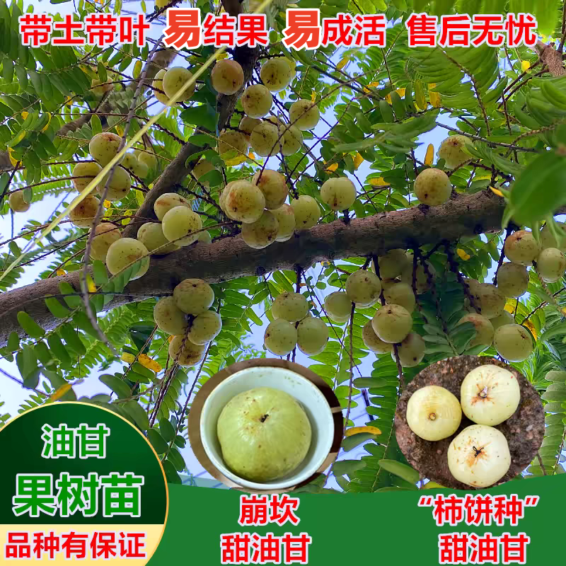 潮汕嫁接油甘果苗崩坎狮头甜种油甘赤皮柿饼甜油甘果树苗四季结果