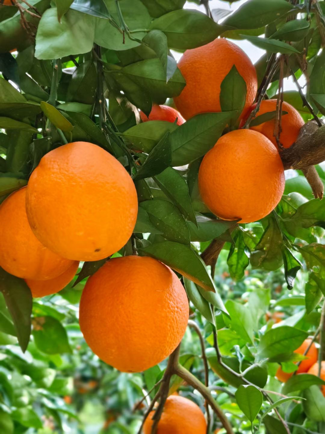 正宗奉节脐橙新鲜现摘多汁香甜产地直发应季水果