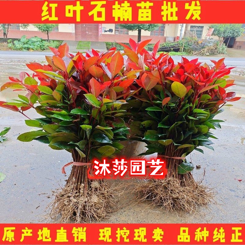 红叶石楠小苗庭院绿化苗木四季常青工程苗植物花卉裸根