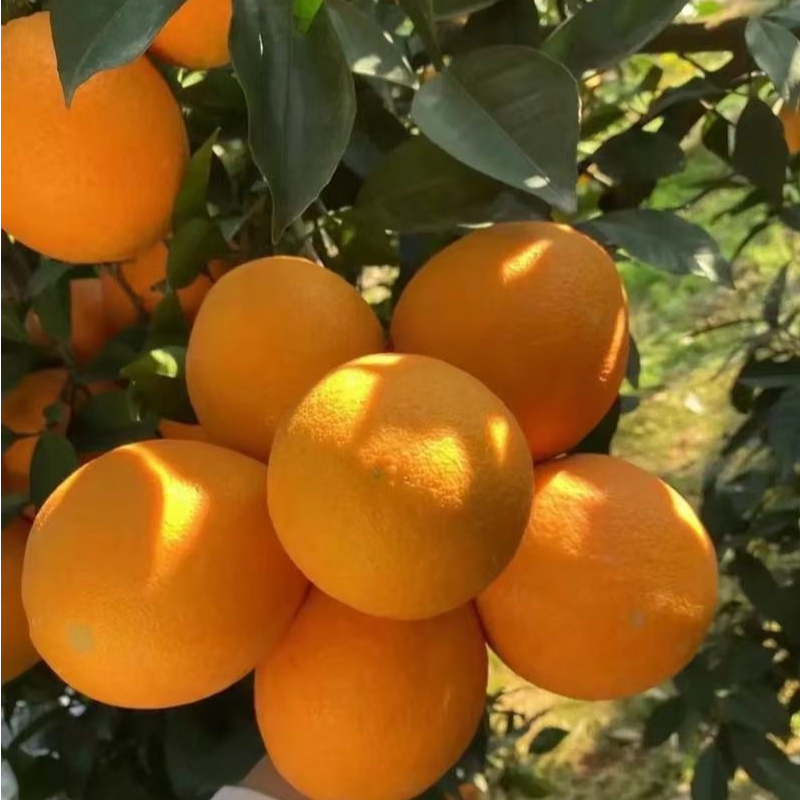 正宗赣南脐橙果园直发
