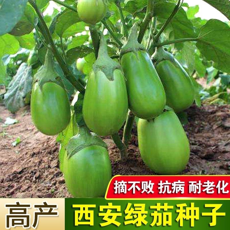 绿罐茄种子茄子种籽高产四季蔬菜种子青茄子绿皮耐寒春季秋菜种子