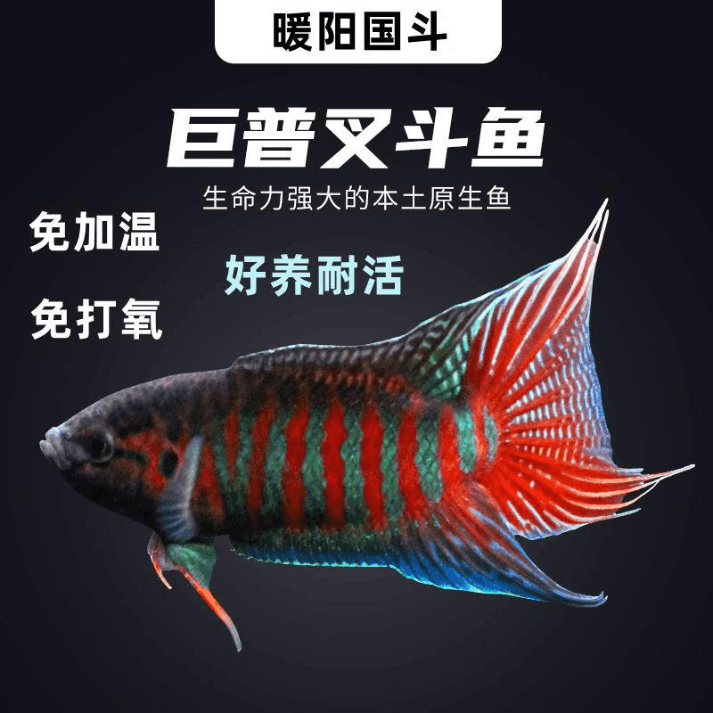 中国斗鱼活鱼普叉不换水观赏鱼花手巾旁皮婆好耐养的淡中国斗鱼