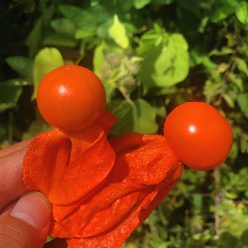 东北红姑娘 苦菇娘 带果 皮泡水 味道微苦 一斤包邮顺丰