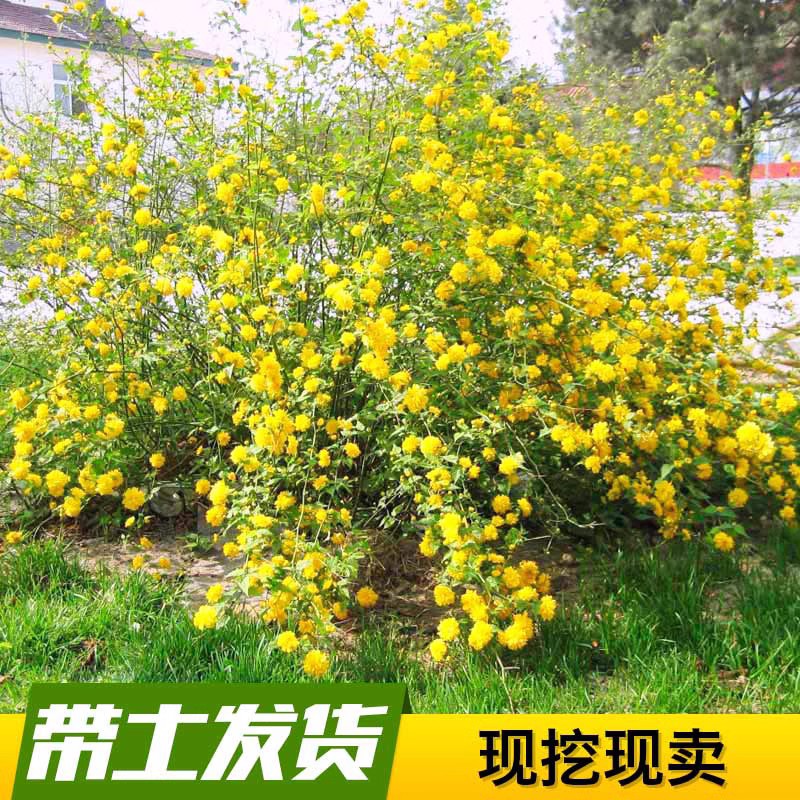 重瓣棣棠花苗 爬藤攀缘植物棣棠苗 室外庭院阳台盆栽耐阴灌木观花