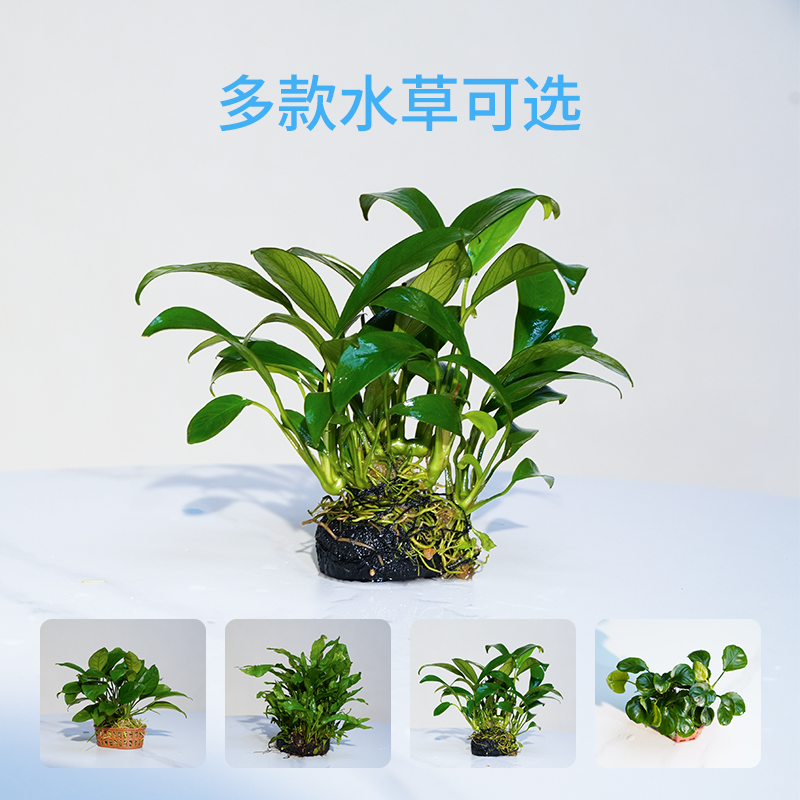 水草 多款可选小水榕 绿植水草 简单好养增添一抹绿意植物饲养