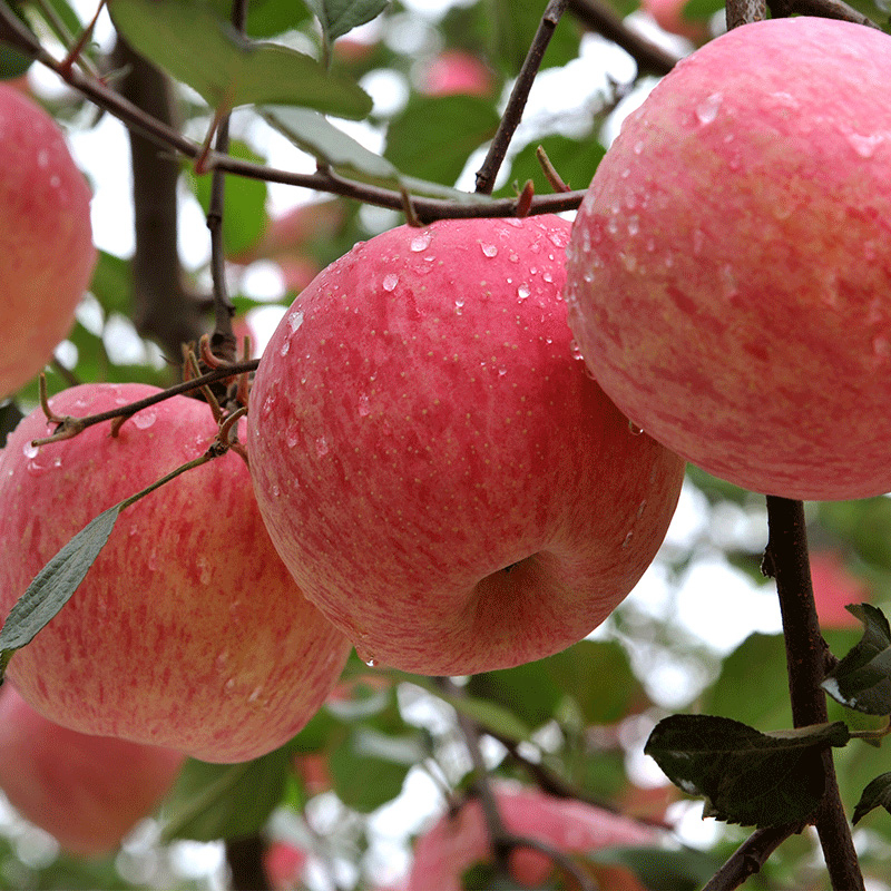 【三不知】正宗陕西洛川红富士苹果4.5斤/8.5斤装脆甜苹果新鲜水果