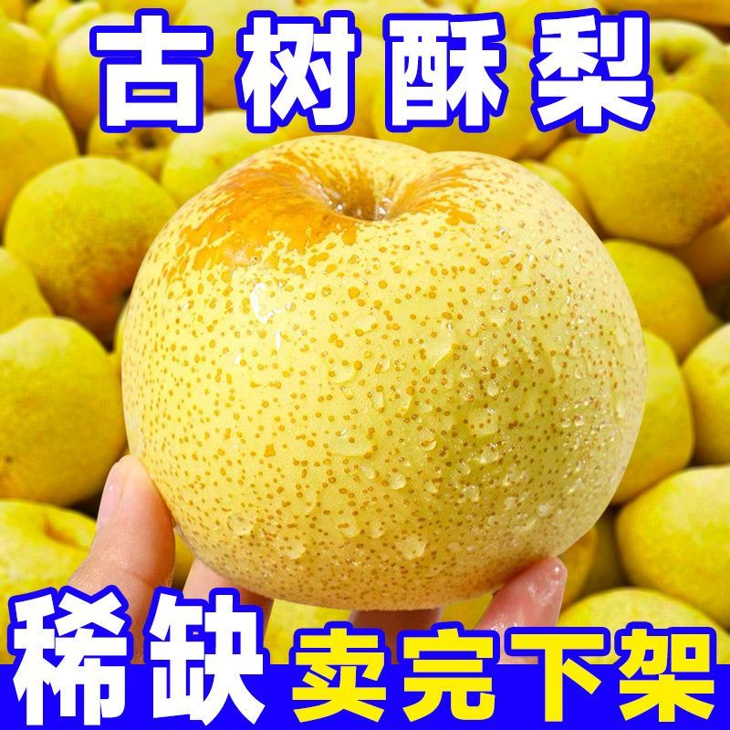 【冰糖雪梨】正宗砀山酥梨雪花梨梨冰糖雪梨新鲜采摘现摘现发酥脆