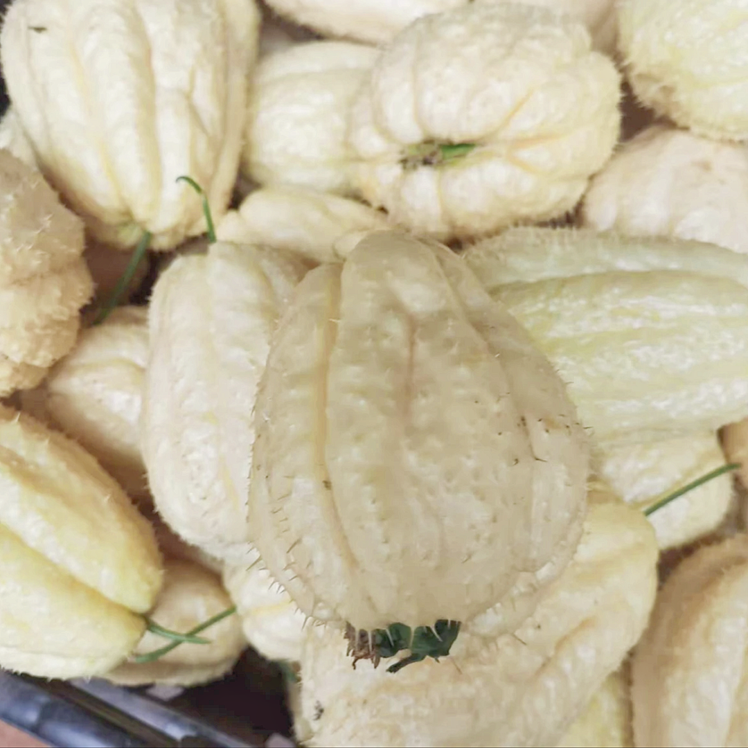 花满坡云南佛手瓜种球佛手瓜种苗小院爬藤搭架种植净含量1个栽培