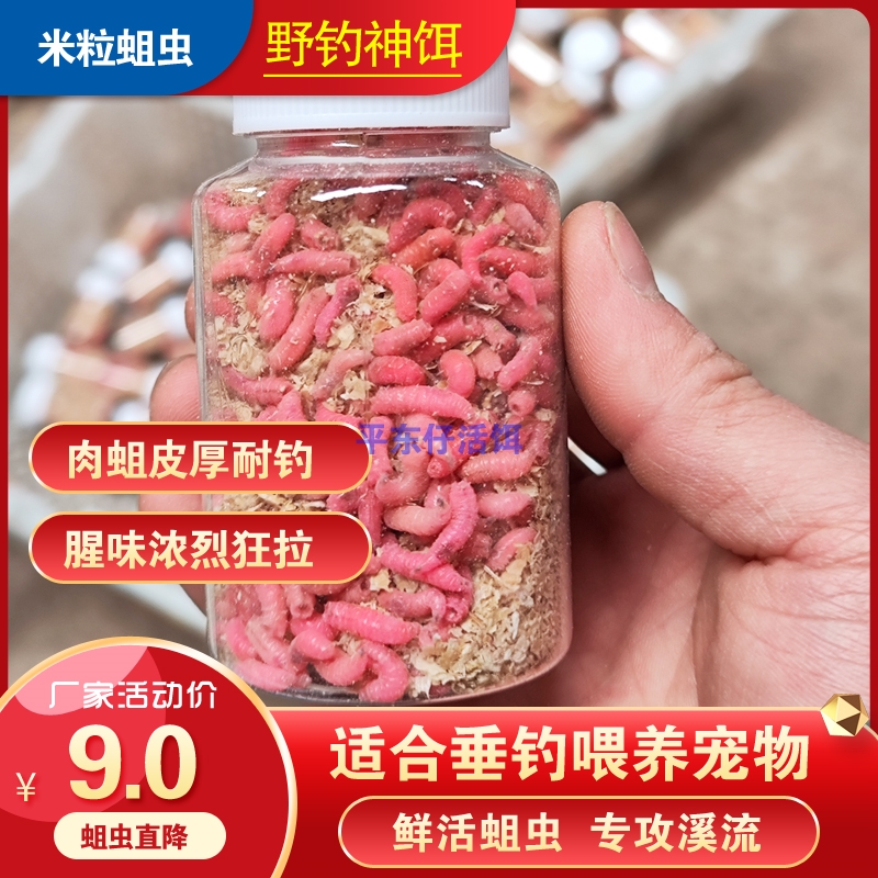 【厂家活动】鲜活米粒蛆虫野钓公鱼米粒蛆虫柳根小个体蛆虫冬钓饵