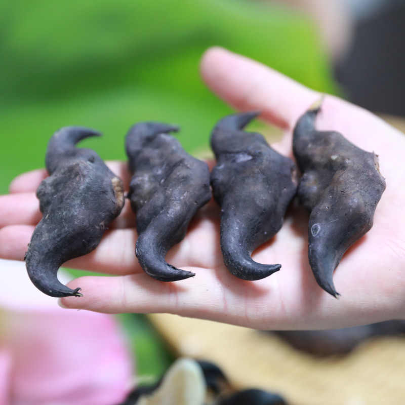 2025湖北新鲜老菱角老品种菱角现摘现发包邮到家