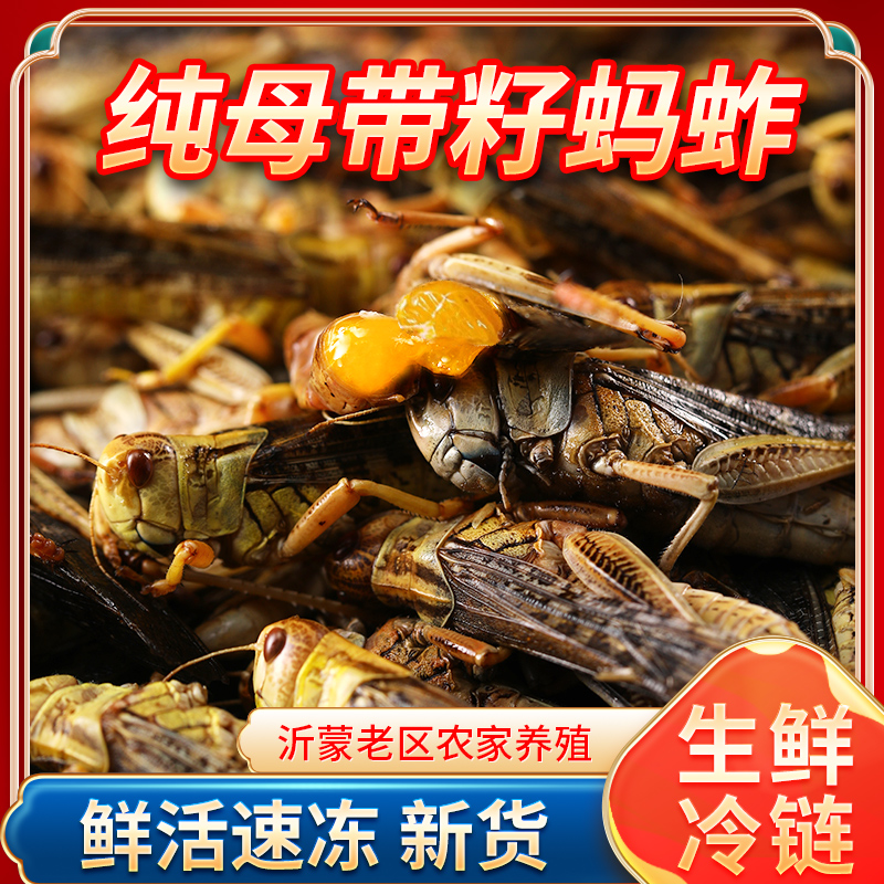 当季带籽母蚂蚱新鲜母蝗虫冷冻蚱蜢纯母去翅东亚飞蝗虫可油炸烧烤
