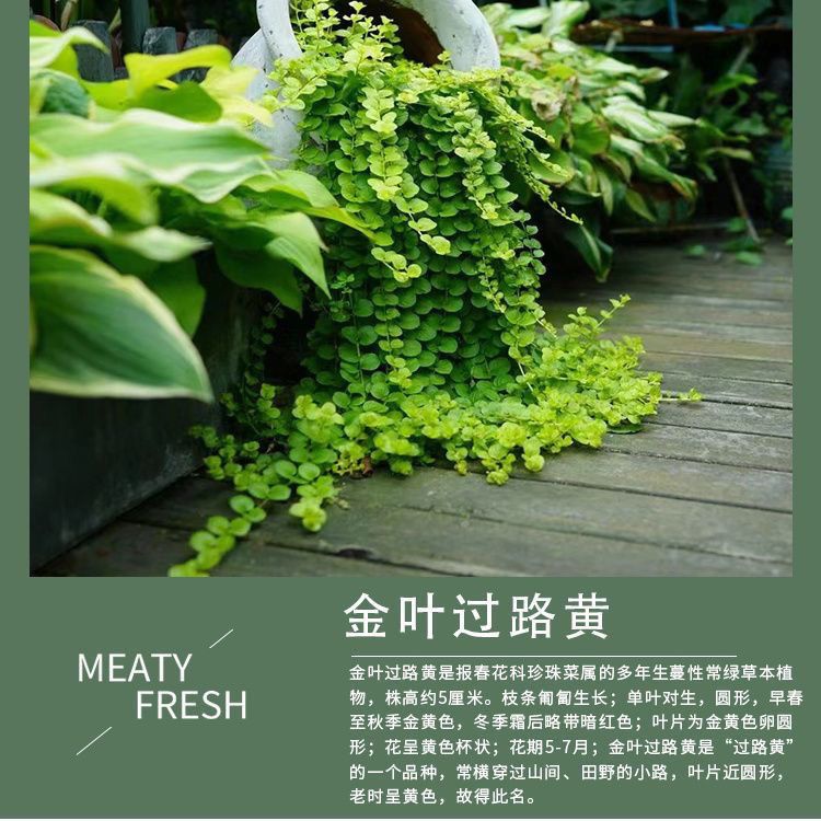 过路黄黄金串植物多年生垂吊观叶绿植适合庭院花园