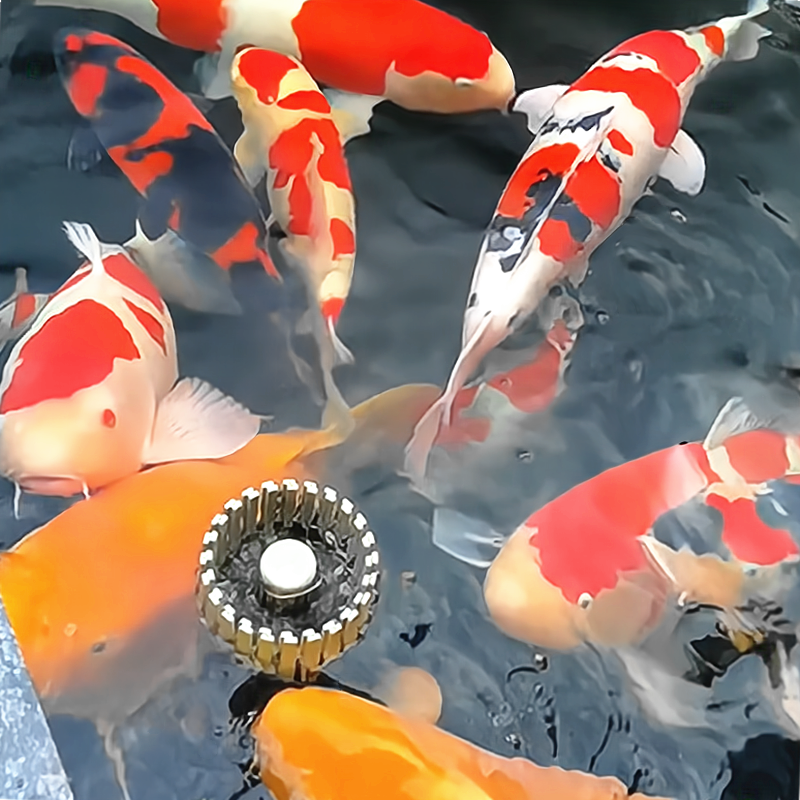 【渔场直销】观赏鱼 淡水冷水 各种品种 混色搭配