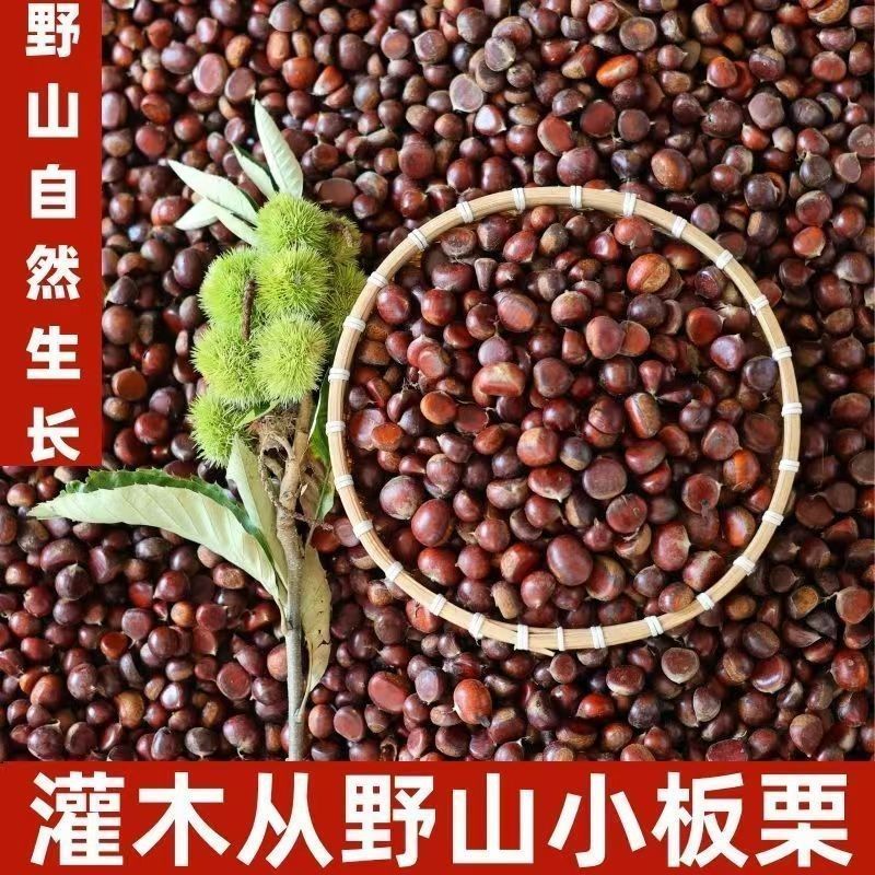 贵州野生小小油栗深山老林灌木丛带壳新鲜板栗产地直发小毛栗