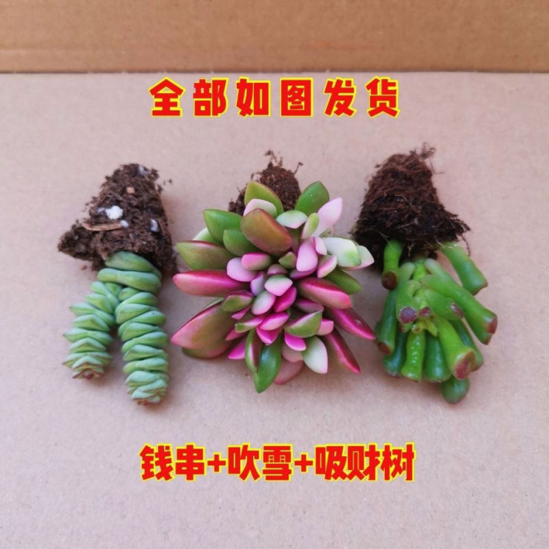 多肉植物盆栽组合吸财树钱串吹雪之松锦新手套餐室内稀有名贵多肉