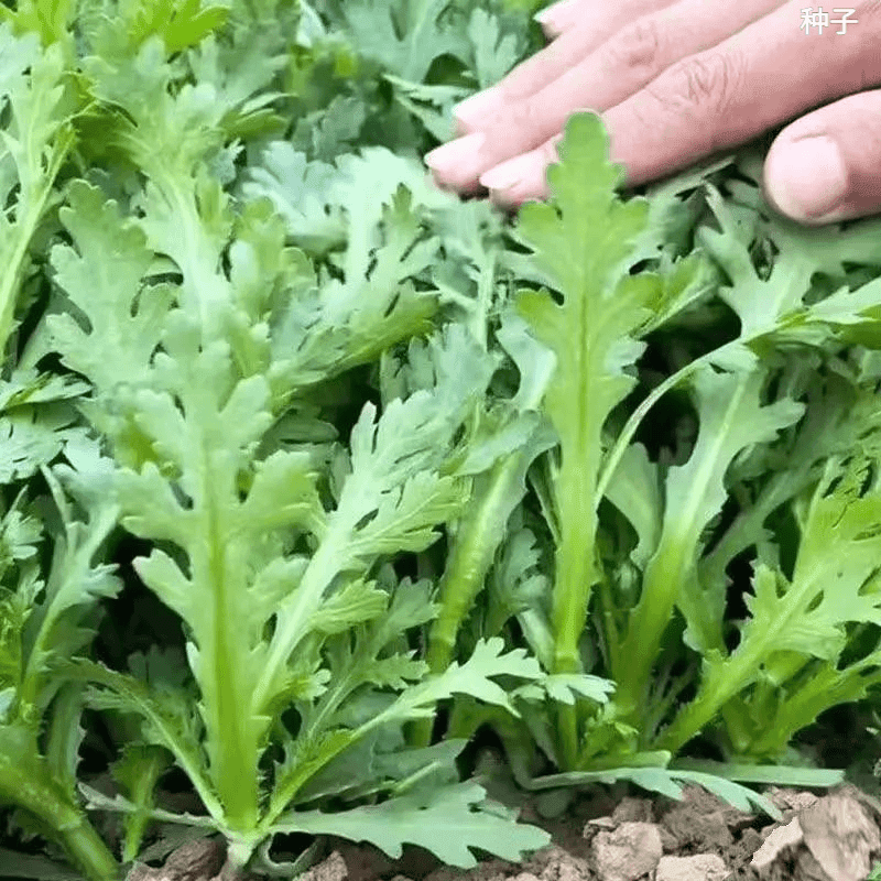 【割完又长】大叶茼蒿菜四季皇帝菜阳台庭院盆栽四季秋冬蔬菜新鲜