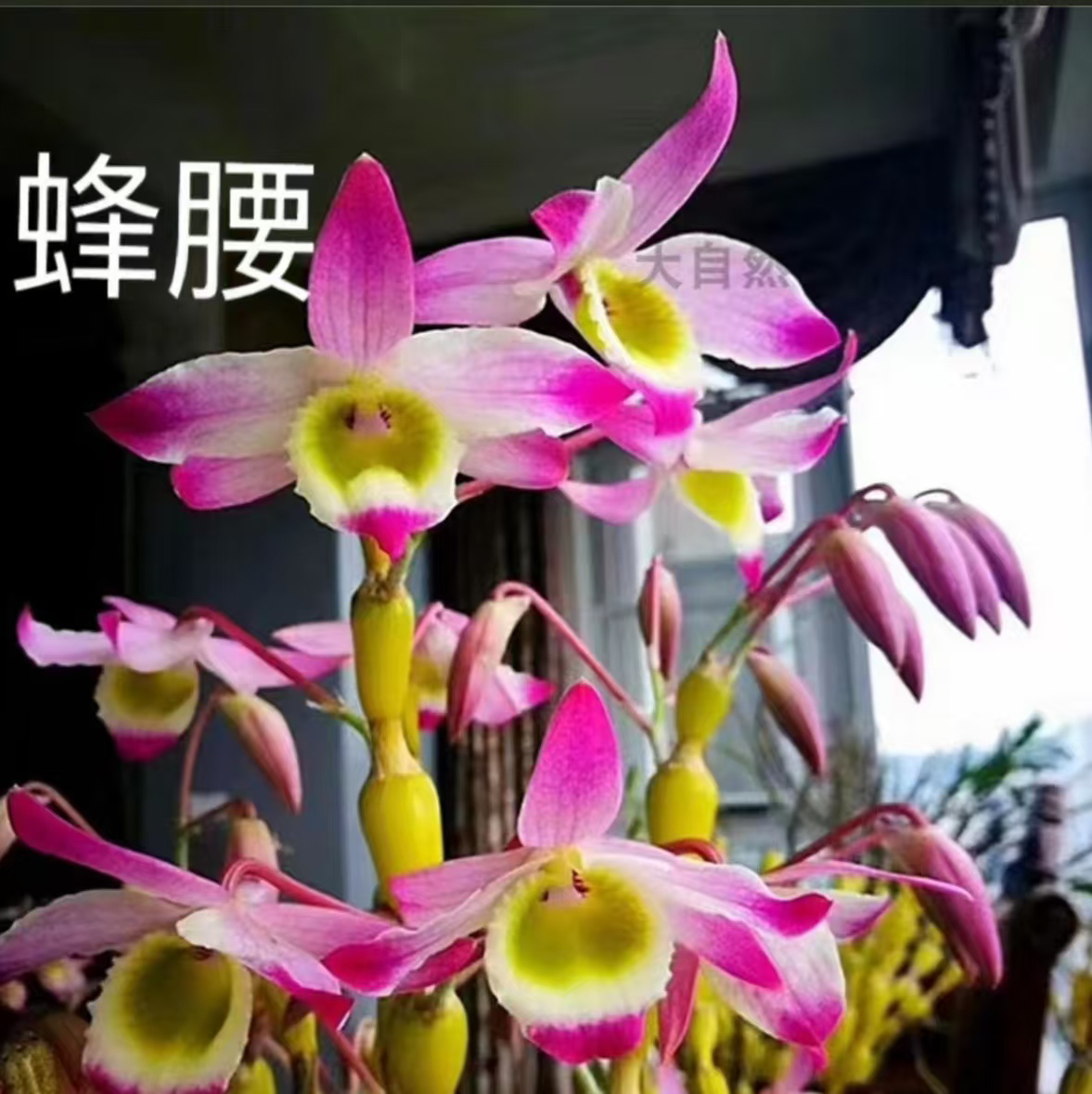 二号花卉直播间一物一拍链接