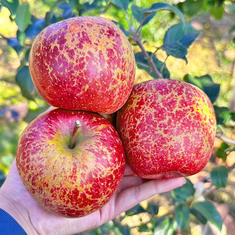 云南昭通冰糖心丑苹果脆甜多汁新鲜水果当季果园现摘产地直发包邮