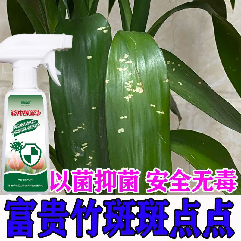 富贵竹抗病喷雾绿植盆栽叶子白斑黑斑黄斑锈斑红斑专用营养液肥料