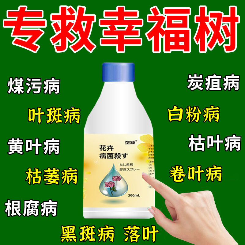 幸福树病虫害专用营养液防黑斑病白粉病炭疽病叶斑病黄叶干尖肥料