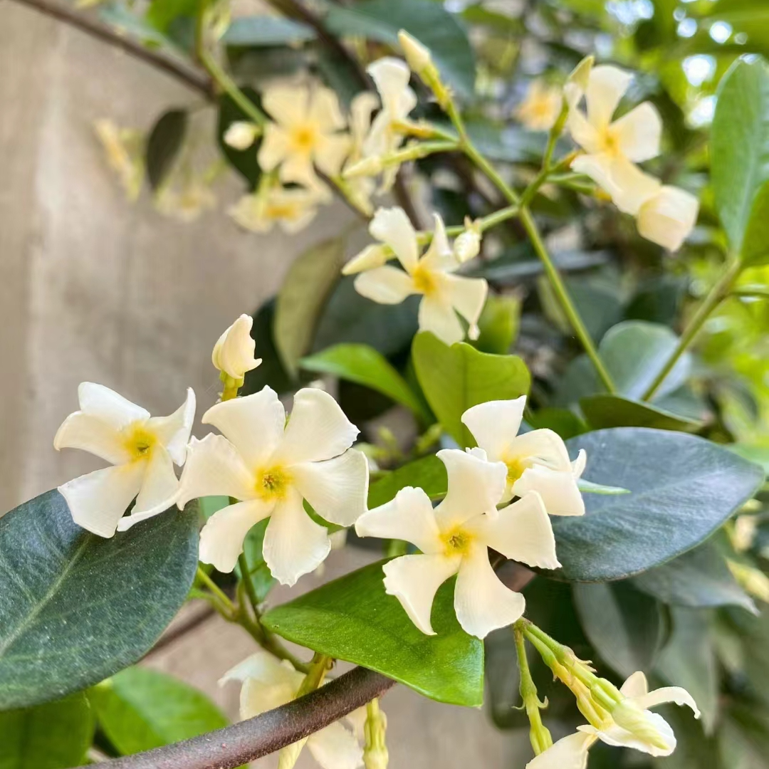 风车茉莉爆品花园爬藤绿植浓香风车茉莉黄色托斯卡纳